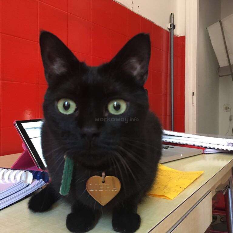 A imagem mostra um gato preto com uma etiqueta em forma de coração sentado em uma mesa, cercado por um laptop, um notebook e papéis, em uma parede de azulejos vermelhos.