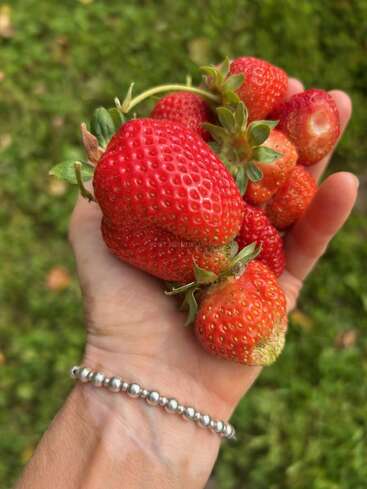 A hand holding several freshly picked strawberries, with vibrant red color and green leaves. The background is blurred green grass, and a silver beaded bracelet is visible.