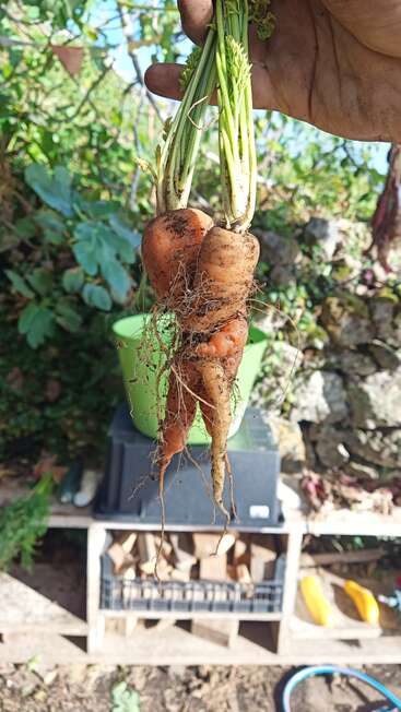 A hand holds up freshly harvested, intertwined carrots with soil and roots attached. Bright outdoor setting with greenery, gardening tools, and vegetables visible in the background.
