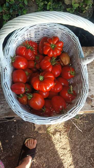 Un panier en osier blanc rempli de tomates rouge vif fraîchement cueillies et de formes diverses est posé sur un banc en bois rustique en plein air, à côté des pieds chaussés de sandales d'une personne.