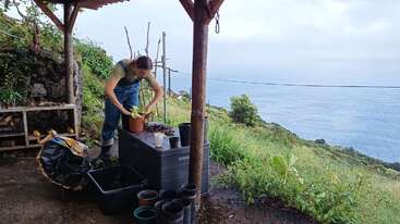 Une personne rempote une plante sous un abri en bois, entourée de matériel de jardinage. La verdure luxuriante et la vue sur l'océan constituent une toile de fond naturelle étonnante.