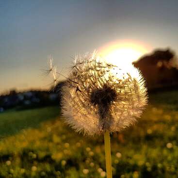 The image depicts a dandelion seed head in a field, with the sun setting behind it, casting a warm glow on the scene.