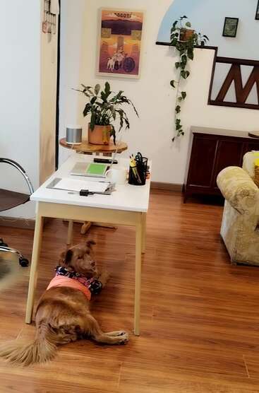 Una acogedora habitación con suelos de madera, un escritorio con papeles y plantas, una cómoda silla, obras de arte en la pared y un perro marrón cómodamente tumbado en el suelo.