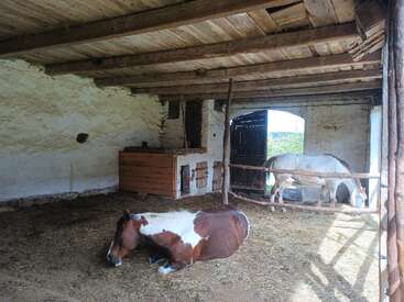 Two horses rest inside a rustic stable with wooden beams, whitewashed walls, and straw-covered ground. One horse lies down while another stands near the open door.