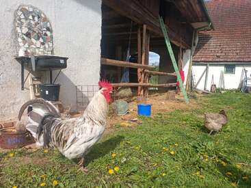 Un coq et une poule se promènent dans une cour de ferme herbeuse avec des fleurs jaunes. Des structures rustiques, une échelle, une grange, un seau bleu et des articles ménagers se trouvent à proximité.