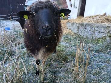 Un mouton à face noire portant des marques auriculaires jaunes se tient sur l'herbe gelée, près de l'appareil photo. Derrière lui, on aperçoit une étable, un mur en béton et une litière de paille.
