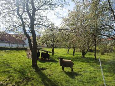 Une prairie verte paisible avec des moutons en train de paître sous des arbres en fleurs. La lumière du soleil filtre à travers les branches. Un bâtiment rustique au toit de tuiles rouges se dresse à l'arrière-plan.