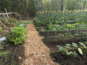 L'image représente une scène de jardin sereine, avec un chemin de terre bordé de plantes, une clôture grillagée et un arrière-plan luxuriant d'arbres et de verdure.
