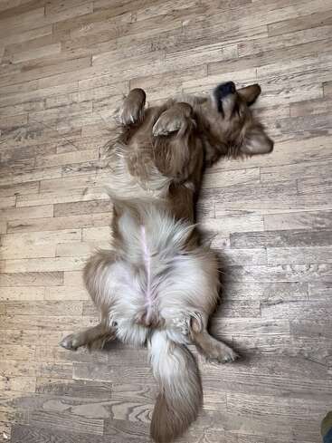 Um golden retriever fofinho está deitado de barriga para cima no chão de madeira, relaxado e satisfeito, com as patas brincando no ar, demonstrando confiança e conforto no ambiente.