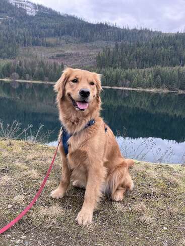 Um golden retriever feliz está sentado à beira de um lago tranquilo, usando um arnês e uma coleira, com montanhas cobertas de pinheiros e um céu nublado como belo cenário.