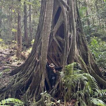 Une personne coiffée d'un chapeau se tient blottie au milieu des racines gigantesques et tortueuses d'un arbre ancestral de la forêt tropicale, entourée d'un feuillage verdoyant et d'une forêt dense.