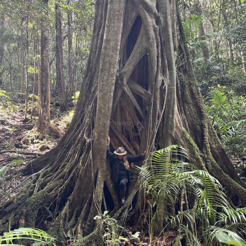 Una persona con sombrero se encuentra acurrucada entre las enormes raíces retorcidas de un árbol milenario de la selva tropical, rodeada de un frondoso follaje verde y de un denso bosque.