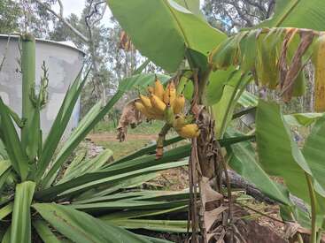 De una planta de plátano, rodeada de grandes hojas verdes, cuelga un pequeño racimo de plátanos maduros. Cerca de allí se ven una yuca y un depósito de agua.