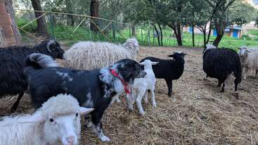 Um rebanho de ovelhas, algumas pretas e outras brancas, está em cima de palha numa área ao ar livre cercada. Há também um cachorro preto e branco com um lenço vermelho.