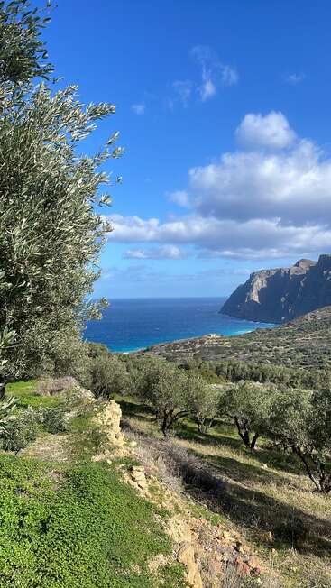 Les oliviers recouvrent les collines vallonnées sous un ciel d'un bleu éclatant. Des montagnes escarpées se dressent près de la mer turquoise. De légers nuages flottent au-dessus de ce paisible paysage méditerranéen.