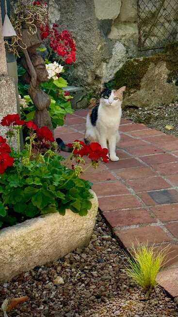 Eine Kattunkatze sitzt auf einem gemauerten Weg, umgeben von leuchtend roten Blumen, grünen Blättern und rustikalen Steinmauern in einer friedlichen Gartenlandschaft.