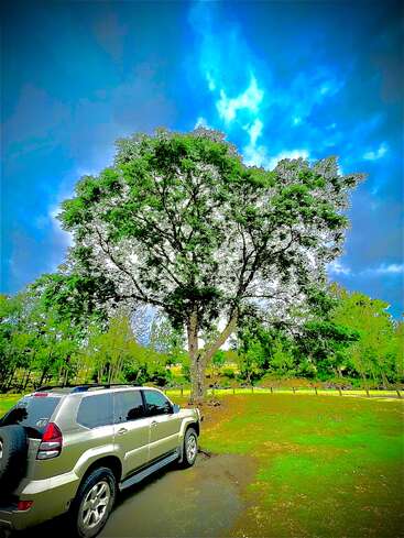 A silver SUV is parked on a grassy area beside a large, leafy tree under a vivid blue sky, with lush greenery and a wooden fence in view.