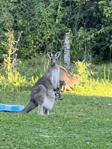 A kangaroo with a joey in its pouch stands alert on grassy ground, with another kangaroo grazing nearby, surrounded by lush, green vegetation and trees.