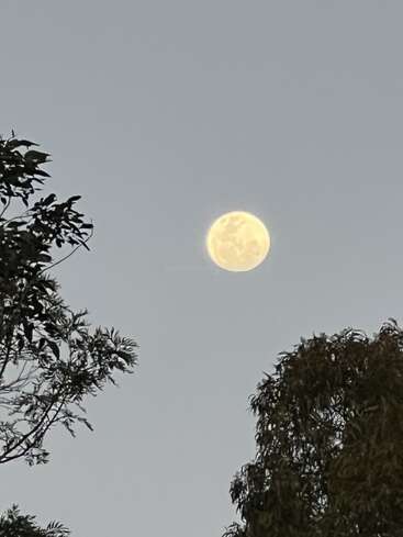 A bright full moon glows in the clear evening sky, framed by the silhouettes of tree branches and leaves, creating a peaceful and serene scene.