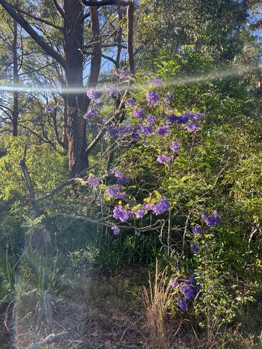 Sunlight streams through a forest, illuminating green foliage and a jacaranda tree with vibrant purple flowers, creating a serene and captivating natural scene in the woods.