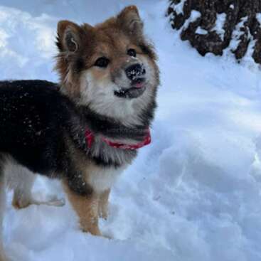 A fluffy dog with a red collar stands in the snow, looking up playfully with its tongue slightly out, enjoying a snowy winter day outside.