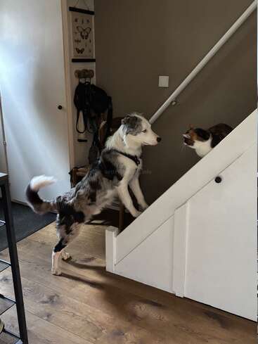 Um cão está com as patas dianteiras em uma escada, olhando curiosamente para um gato sentado acima. Eles parecem estar tendo uma interação cautelosa e silenciosa dentro de casa.