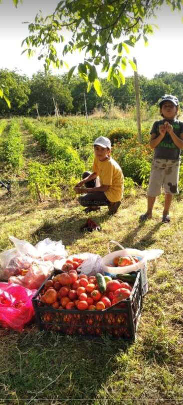 Das Bild zeigt zwei Personen in einem üppigen Feld, umgeben von Tomaten und anderen Produkten, wobei die eine Person hockt und die andere in der Nähe steht.