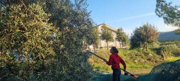 Une personne portant un sweat à capuche rouge récolte des olives sur un arbre à l'aide d'une longue perche. Une maison et des arbres sont visibles à l'arrière-plan. Journée ensoleillée.