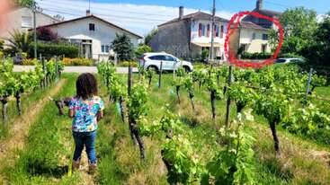 A young girl stands in a vibrant vineyard facing away, with houses and parked cars in the background. One house is highlighted with a red circle.