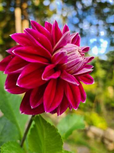 Une vibrante fleur de dahlia magenta s'épanouit magnifiquement, avec des feuilles vertes en dessous et un arrière-plan doucement flou d'arbres et de ciel bleu, créant un effet de rêve.