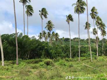 Das Bild zeigt eine üppige Landschaft mit hohen Palmen und grünem Laub, vor einem blauen Himmel mit weißen Wolken.