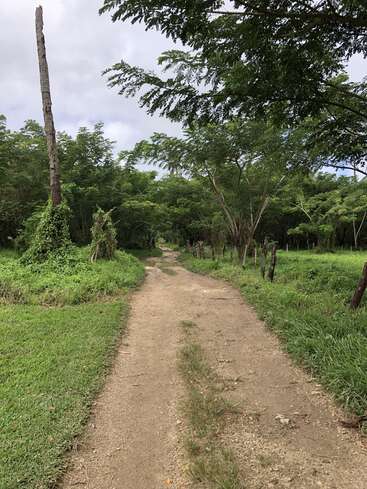 Das Bild zeigt einen Feldweg, der sich durch einen üppigen Wald schlängelt, flankiert von leuchtend grünem Gras und Bäumen, mit einem wolkenverhangenen Himmel darüber.