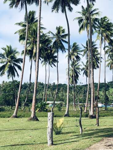 Das Bild zeigt eine ruhige Landschaft mit Palmen, einem Zaun und einem Haus vor einer Kulisse aus üppigem Grün und einem blauen Himmel mit weißen Wolken.