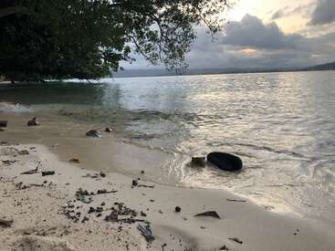 The image depicts a serene beach scene with a tree hanging over the water, featuring scattered debris on the sand and a cloudy sky above.