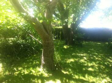 Sunlight filters through lush green leaves, casting dappled shadows on the grassy ground. Two large trees stand prominently in a serene, peaceful garden scene.