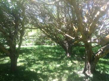 Sunlight filters through the twisted branches of several trees, casting dappled shadows on lush green grass below. The scene appears peaceful, shady, and inviting.