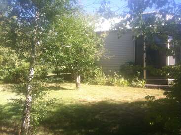 A sunlit backyard featuring a few leafy trees, grassy lawn, and partial view of a house with beige siding and a dark entrance surrounded by plants.