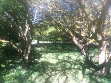 Sunlight filters through twisted tree branches casting intricate shadows on lush green grass, creating a serene, dappled forest scene with vibrant greenery and peaceful atmosphere.