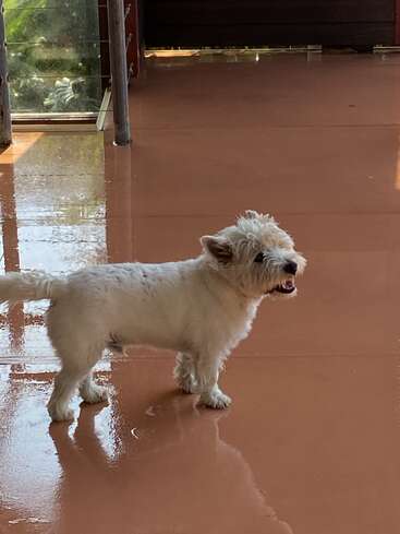A small, fluffy white dog stands indoors on a shiny, reddish-brown floor. Sunlight streams in, highlighting its playful stance. The dog appears alert and curious.