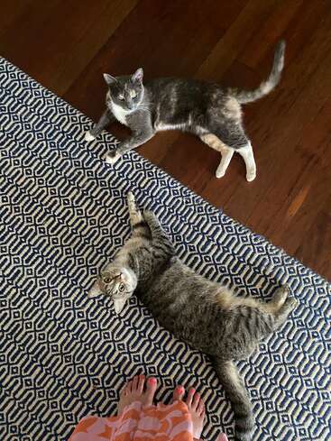 Dos gatos yacen sobre una alfombra estampada y un suelo de madera. Uno es gris con manchas, el otro es atigrado. Se ven los pies y el vestido de una persona.