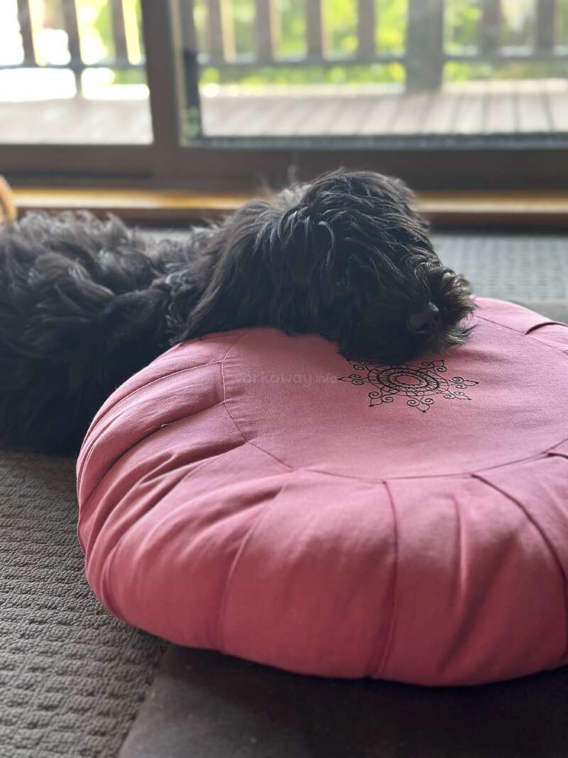 A fluffy black dog is comfortably resting its head on a round, pink cushion with a mandala design, near a window, enjoying a peaceful moment indoors.