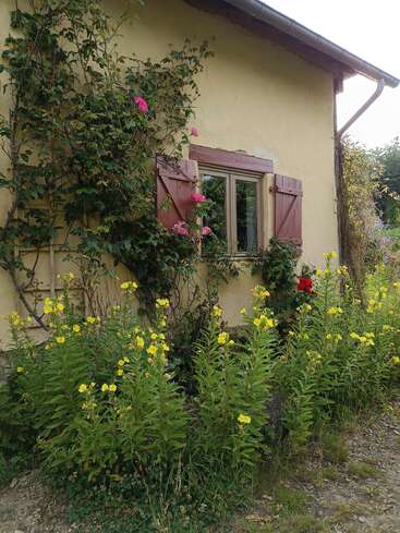 Una encantadora pared de casa de campo con una ventana enmarcada por postigos rojos, rosales trepadores y un jardín de altas flores amarillas y vegetación debajo. Una escena apacible.