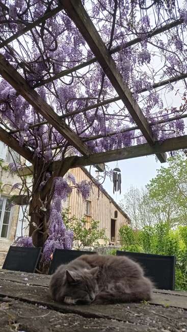 A fluffy gray cat sleeps peacefully on a wooden table beneath a pergola covered in blooming purple wisteria, with a rustic house in the background.