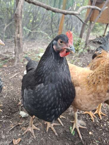 A black chicken with a vibrant red comb stands confidently in a coop, surrounded by other chickens and natural wooden branches, with a wire fence background.