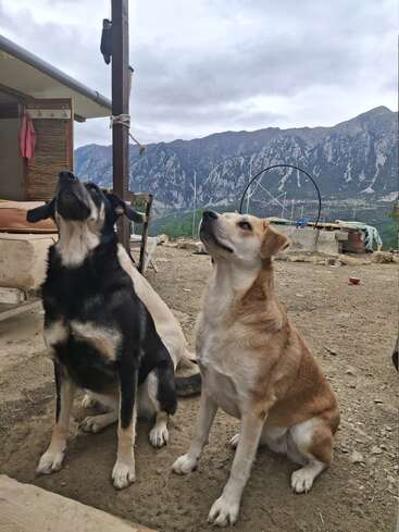 Two dogs sit attentively on dirt ground, gazing upwards. Behind them are mountains, rustic structures, and cloudy sky, creating a serene, rural, and picturesque outdoor scene.