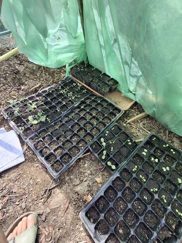 Seedlings are sprouting in multiple plastic trays inside a makeshift greenhouse covered with green plastic sheets. Soil, a notebook, and a sandal are visible nearby.
