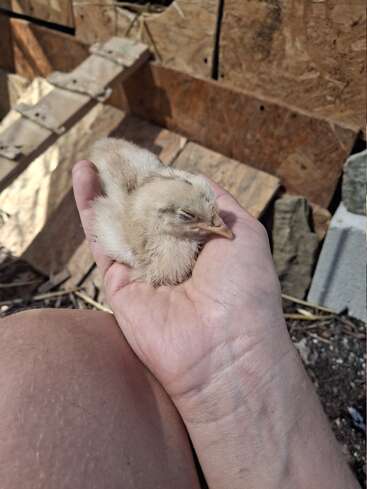 A small, fluffy baby chick rests comfortably in a person's hand. The background shows a wooden structure and outdoor elements, suggesting a farm or backyard setting.