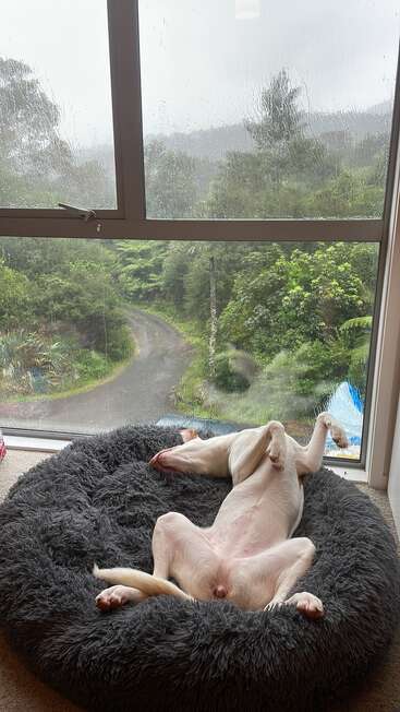 Un perro blanco yace de espaldas en una cama mullida gris, mirando por la ventana un día lluvioso en una zona boscosa.