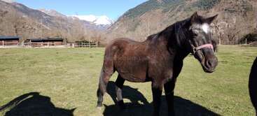 Ein schwarzes Pferd mit einem rosa Halfter steht auf einer Wiese. Im Hintergrund sieht man schneebedeckte Berge und Hütten unter einem strahlend blauen Himmel.
