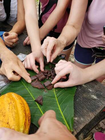 Several people are reaching toward a large green leaf holding pieces of chocolate and cacao beans, with a whole cacao pod visible on a rustic wooden surface.